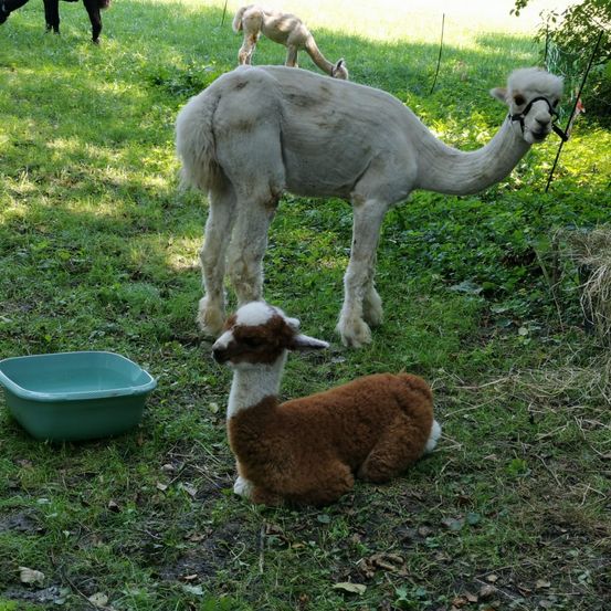 Bild enthält, Grass, Soil, Animal, Mammal, Sheep, Person, Llama, Grassland, Dog, Antelope