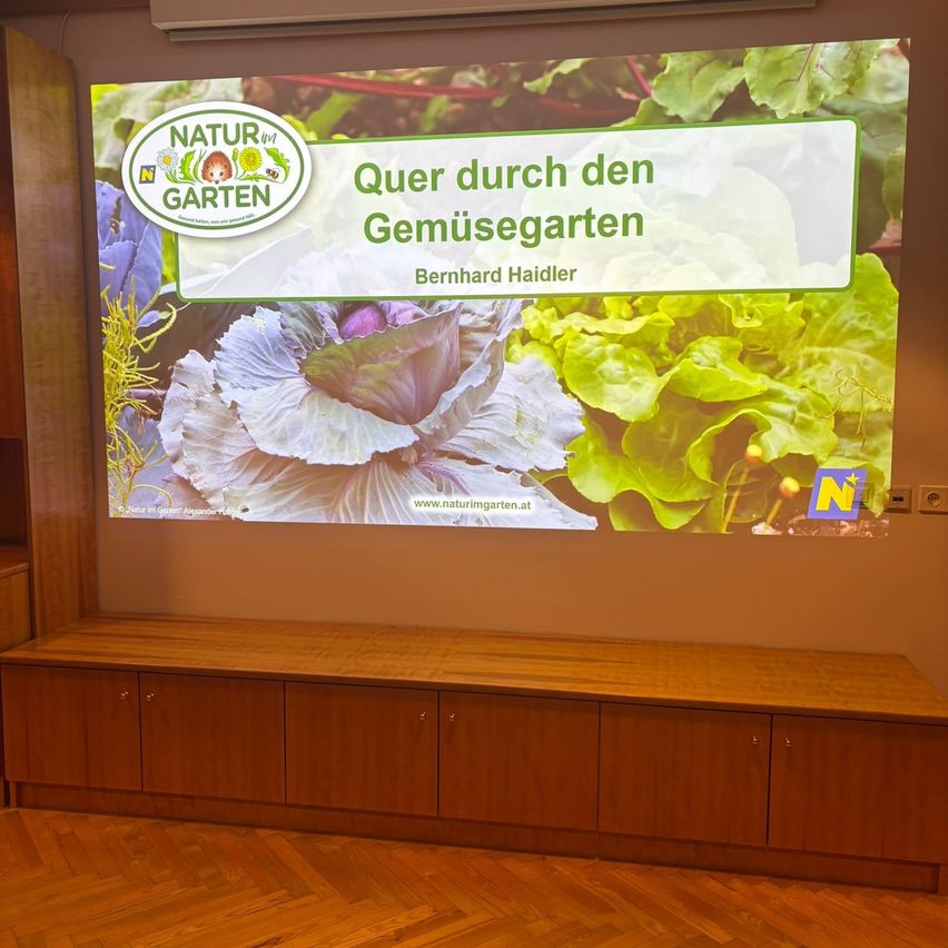 Eine Präsentation über Gemüse wird an einer Wand projiziert. Der Text lautet 'Quer durch den Gemusegarten' von Bernhard Haiddler.
