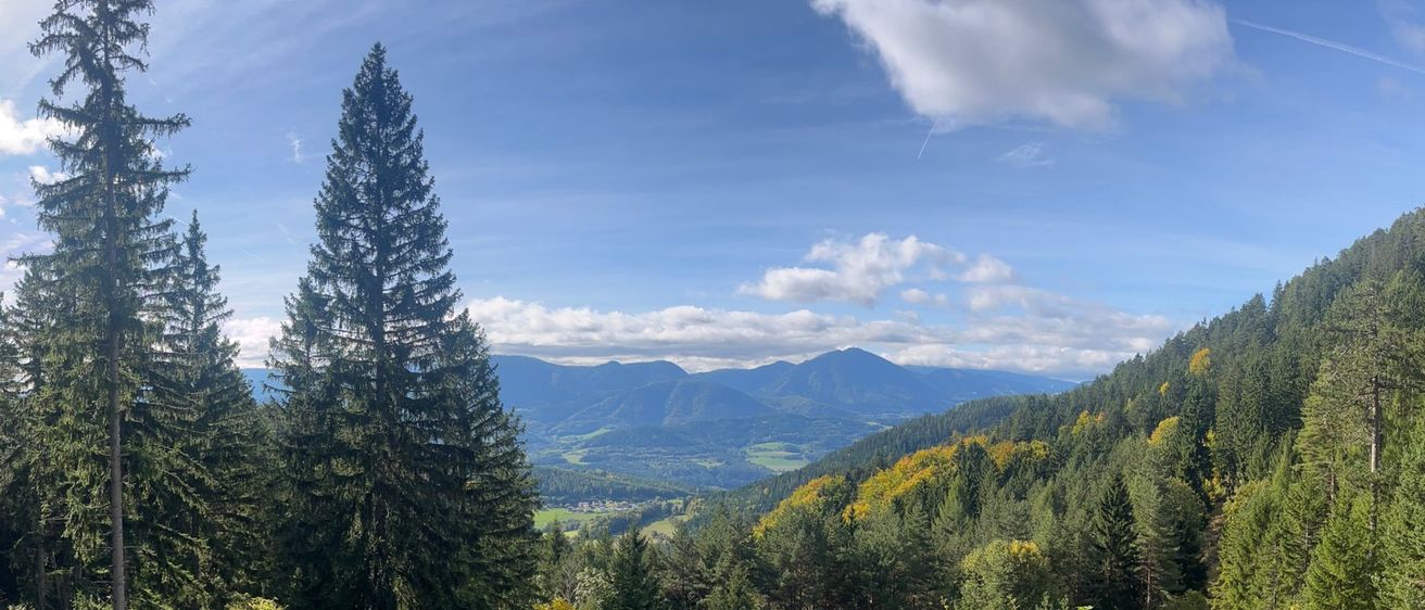 Ein Panoramablick auf einen grünen Berghang mit üppigen Bäumen, Büschen und einem Holzzaun unter einem blauen Himmel mit verstreuten Wolken.