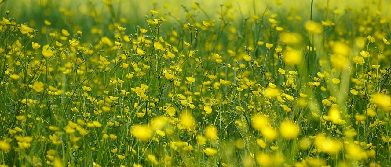 Bild enthält, Countryside, Field, Grassland, Meadow, Nature, Outdoors, Rural, Spring, Plant, Grass
