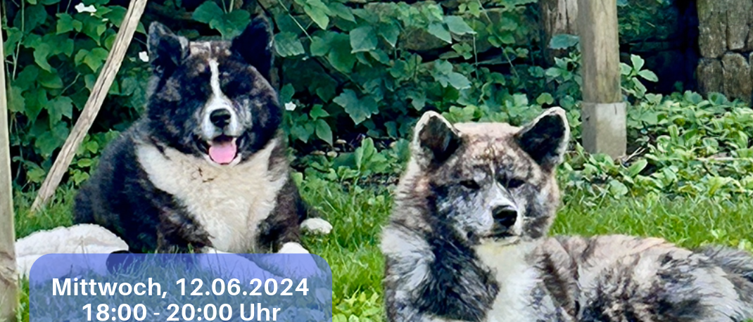 Bild enthält, Backyard, Nature, Outdoors, Herbal, Dog, Husky, Grass, Advertisement, Poster, Zoo