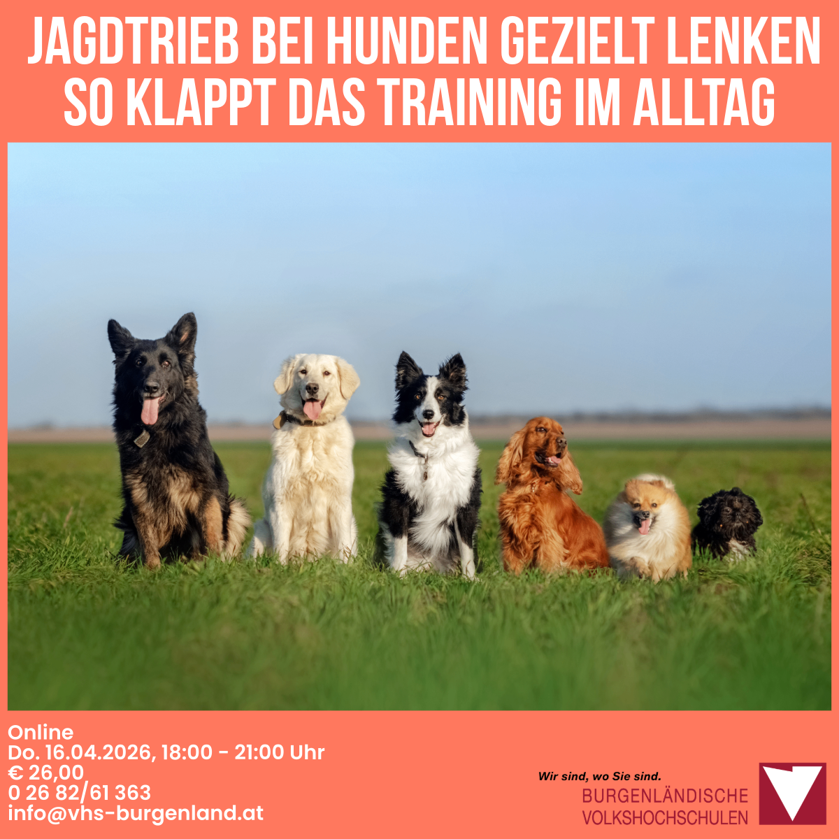 Werbeplakat für Hundetraining-Veranstaltung. Verschiedene Hunderassen sitzen auf Gras. Das Event ist am 16. April 2026, von 18:00 bis 21:00 Uhr. Preis ist 26 Euro. Kontaktdaten vorhanden.