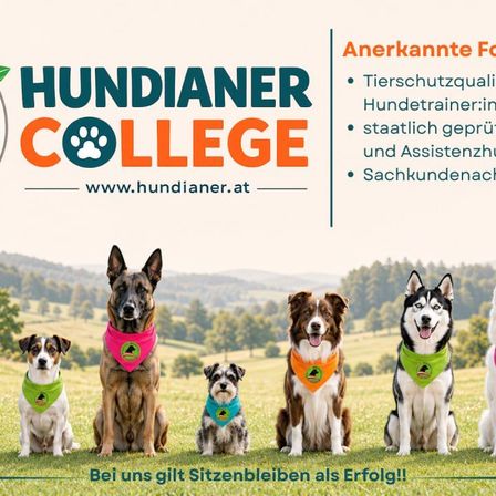 Fünf Hunde in einer Reihe mit grünen Halsbändern mit dem Hundianer College-Logo, sitzen auf einem grünen Rasen mit einer malerischen Kulisse. Der Text über ihnen lautet 'Anerkannte For Hundianer College'.