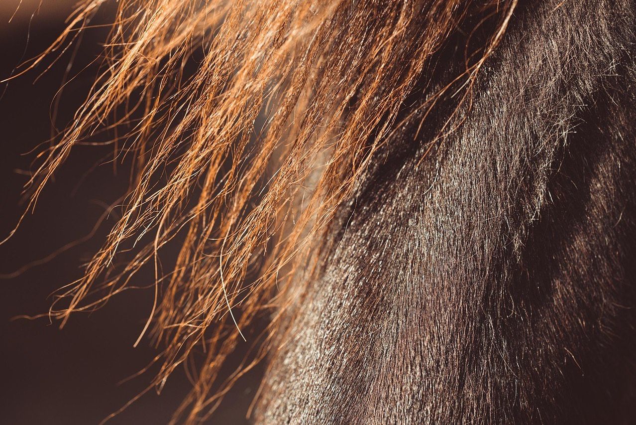 Eine Nahaufnahme des braunen Mähnen- und Nackenbereichs eines Pferdes mit kurzen, glänzenden und dichten Haaren.