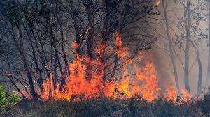 Ein Waldbrand brennt heftig im Wald, wobei die Flammen die Bäume verschlingen und Rauch in die Luft aufsteigt. Das dichte Gehölz und der Unterwuchs stehen in Flammen und schaffen eine chaotische und gefährliche Szene.