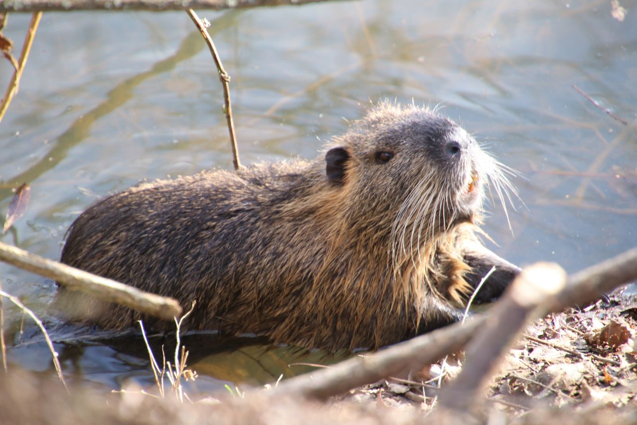 Ein Biber ist halb im Wasser mit einem Stock im Maul. Er hat braunes Fell und weiße Whisker.