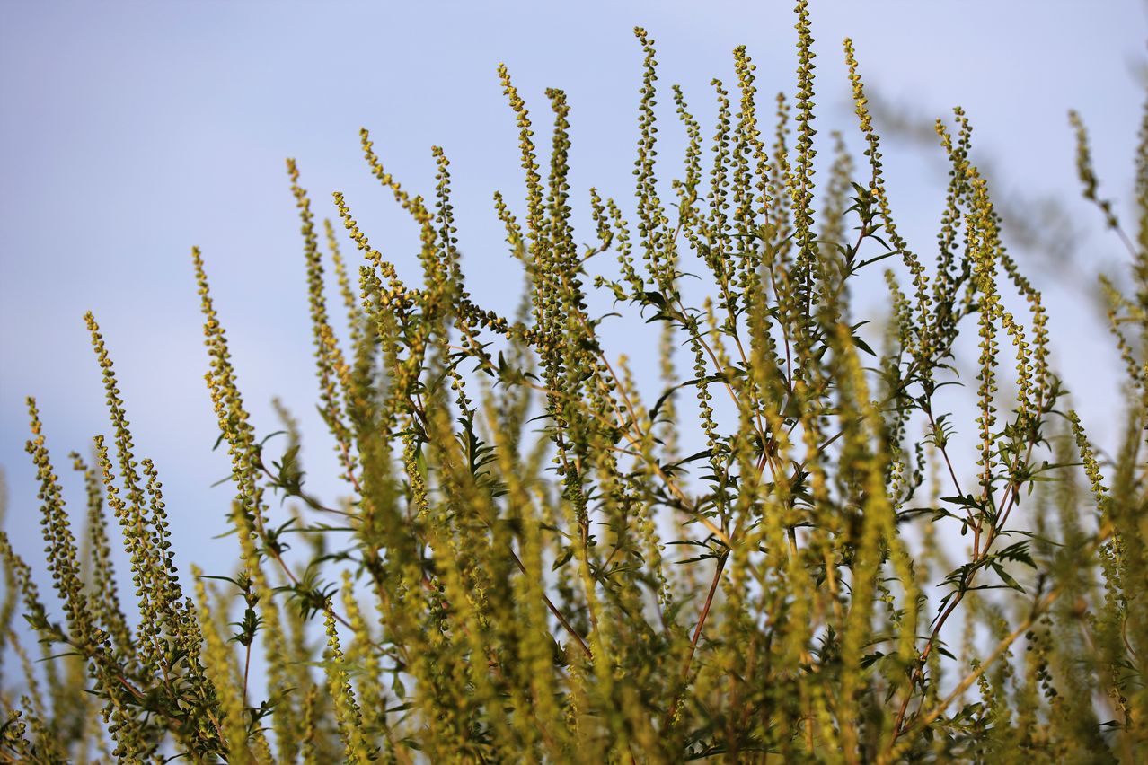 Close-up of a plant with yellow spikes and green leaves against a blue sky.