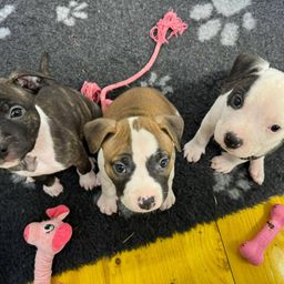 Drei Welpen spielen auf einem grauen Teppich mit Spielzeug. Einer ist braun und weiß, ein anderer schwarz und weiß und der dritte braun und schwarz.