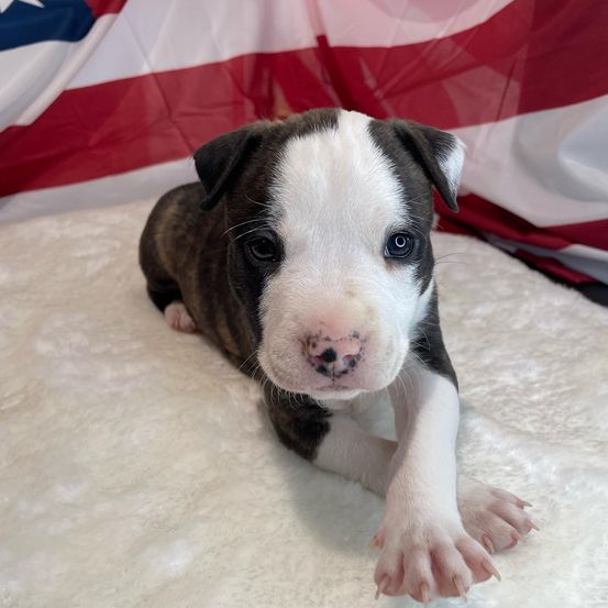 Ein kleines schwarz-weißes Welpe ruht auf einer weißen Pelzdecke, mit einer amerikanischen Flagge im Hintergrund.