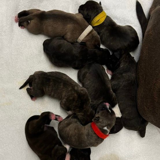 Eine Gruppe von Welpen in verschiedenen Farben liegt eng beieinander auf einer weißen Oberfläche. Einige haben Halsbänder.