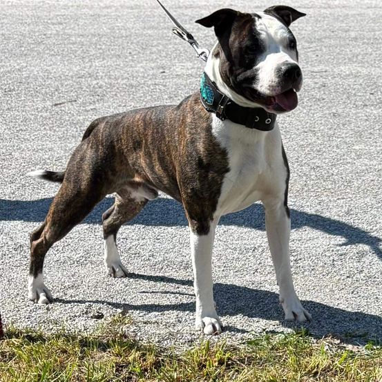 Ein schwarzer, weißer und brauner Hund steht an einer Leine auf einem Kiesweg.