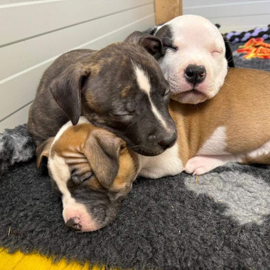 Drei Welpen schlafen auf einer Decke. Einer hat die Augen geschlossen, während ein anderer seinen Kopf auf den anderen ruht.