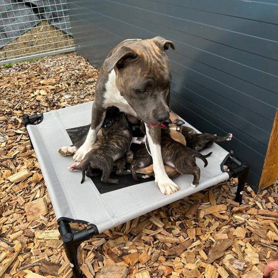 Eine Mutterhündin füttert ihre Welpen auf einer grauen Plattform, die von Holzspänen umgeben ist. Die Hündin steht schützend über den Welpen.