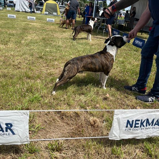 Eine Hundeschau mit mehreren Hunden auf einem Feld. Ein Hundeführer füttert einen Hund, während andere in der Nähe stehen.