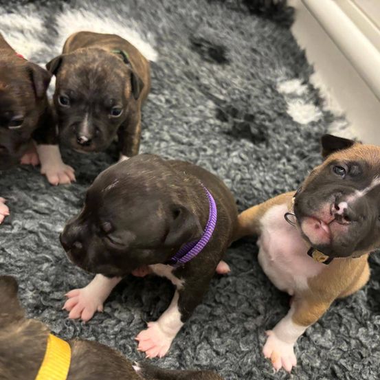 Eine Gruppe Welpen, einige mit lila Halsbändern, sitzen auf einem grauen Teppich mit weißen Flecken.