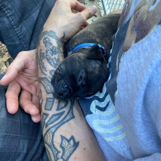 Eine Person hält einen schlafenden Welpen in den Armen, der auf ihrem Unterarm mit einem blauen Halsband ruht.