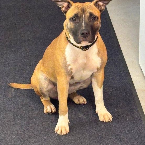 Ein braun-weißer Hund mit schwarzem Halsband sitzt auf einem schwarzen Teppich und blickt nach vorne.