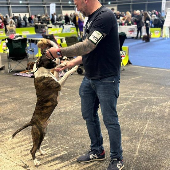Ein Mann in einem schwarzen T-Shirt mit der Nummer 405 auf dem Arm interagiert bei einer Hundeshow mit einem Hund.