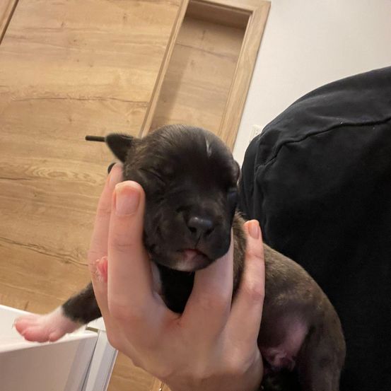 Eine Person hält ein kleines schwarz-braunes Welpchen in den Händen, mit einer Holztür und einer Wand im Hintergrund.