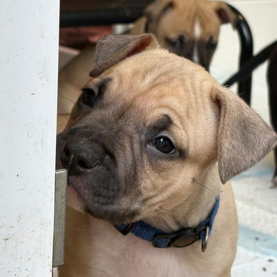 Ein brauner Welpe mit blauem Halsband lugt neugierig durch eine Tür. Ein weiterer Hund ist teilweise im Hintergrund zu sehen.