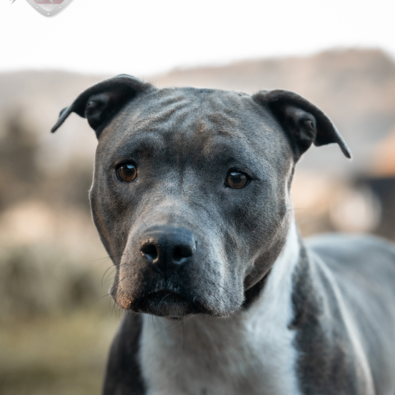 Ein Nahaufnahme eines grau-weißen American Staffordshire Terriers mit braunen Augen und einem Halsband. Der Hund steht auf einem Feld mit Bergen im Hintergrund.