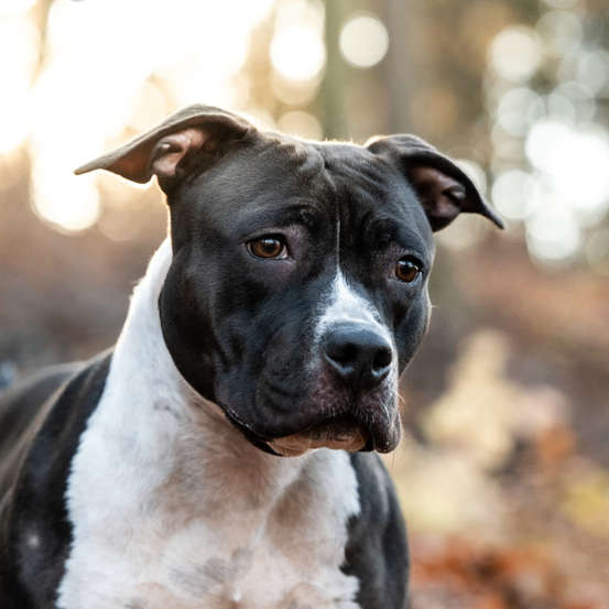 Ein Nahaufnahme eines schwarzen und weißen American Pit Bull Terrier im Freien. Der Hund hat einen weißen Fleck um die Nase und die Ohren stehen aufrecht.