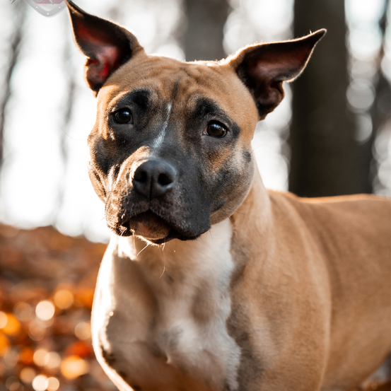 Ein braun-weißer Hund mit schwarzer Nase und braunen Augen steht in einem Wald.