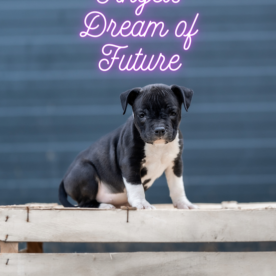 Ein schwarz-weißer Welpe sitzt auf einer Holzplanke mit den Worten 'Mein Traum von der Zukunft' vor einem blauen Hintergrund.