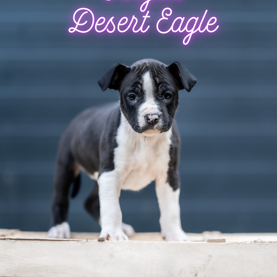 Ein kleiner schwarz-weißer Welpe namens Desert Eagle steht auf einer Holzfläche vor einem blauen Hintergrund.