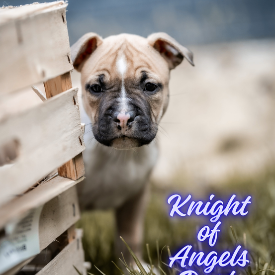 Nahaufnahme des Gesichts eines Welpen mit Textüberlagerung 'Ritter der Engel'. Der Welpe steht in der Nähe eines Holzkastens.