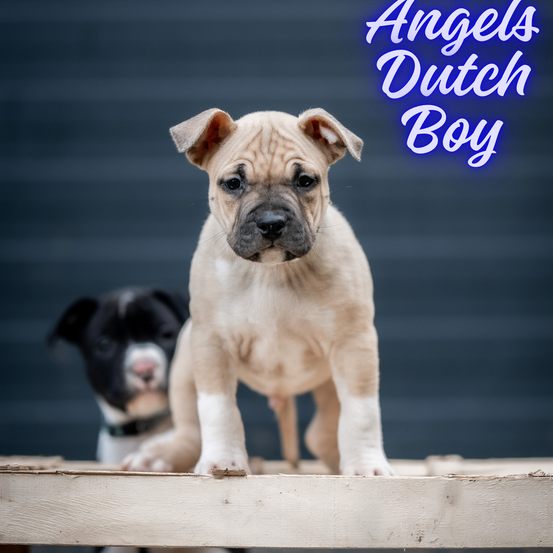 Ein brauner Welpe mit schwarzer Nase steht auf einem Holzbrett, mit einem schwarzen Hund im Hintergrund. Der Text lautet 'Engel Niederländischer Junge'.