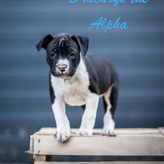 Ein schwarz-weißes Welpe steht auf einer Holzplattform vor einer blauen Wand, mit Textüberlagerung 'Wage es, der Alpha zu sein'.