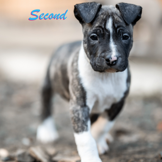 Ein kleines graues und weißes Welpchen steht auf dem Boden mit einem unscharfen Hintergrund. Das Wort 'Second' steht über dem Welpen.