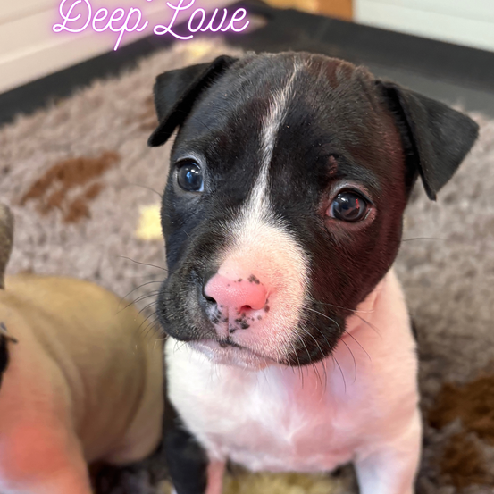 Ein Nahaufnahme eines schwarz-weißen Welpen, der auf einem Teppich sitzt und direkt in die Kamera schaut. Oben stehen die Worte 'Tiefe Liebe' in Pink geschrieben.