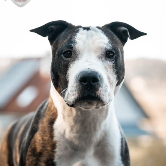 Ein Nahaufnahme eines schwarz-weißen Hundes mit braunen Flecken, der draußen steht. Der Hund hat einen weißen Fleck auf der Stirn und einen weißen Fleck um den Mund.
