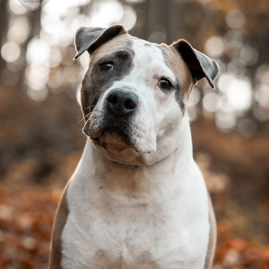 Ein Nahaufnahme eines weißen und braunen Hundes mit schwarzen Flecken um die Augen und Nase, der in einem Wald mit gefallenen Blättern steht.