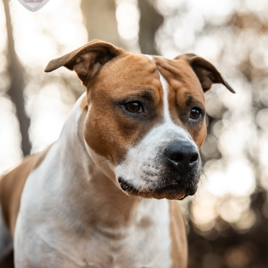 Ein Nahaufnahme eines braun-weißen Hundes mit einem weißen Streifen auf der Stirn und einer schwarzen Nase, der im Freien steht.