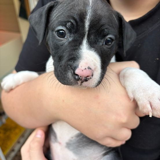Eine Person hält einen schwarz-weißen Welpen mit rosa Nase und geschlossenen Augen. Der Welpe hat einen weißen Fleck auf der Brust.