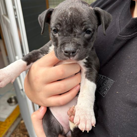 Eine Person hält einen schwarz-weißen Welpen mit braunen Augen und weißen Pfoten.