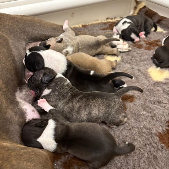 Eine Gruppe kleiner Welpen, einige schwarz-weiß und andere braun, liegen mit ihrer Mutter auf einem Teppich.