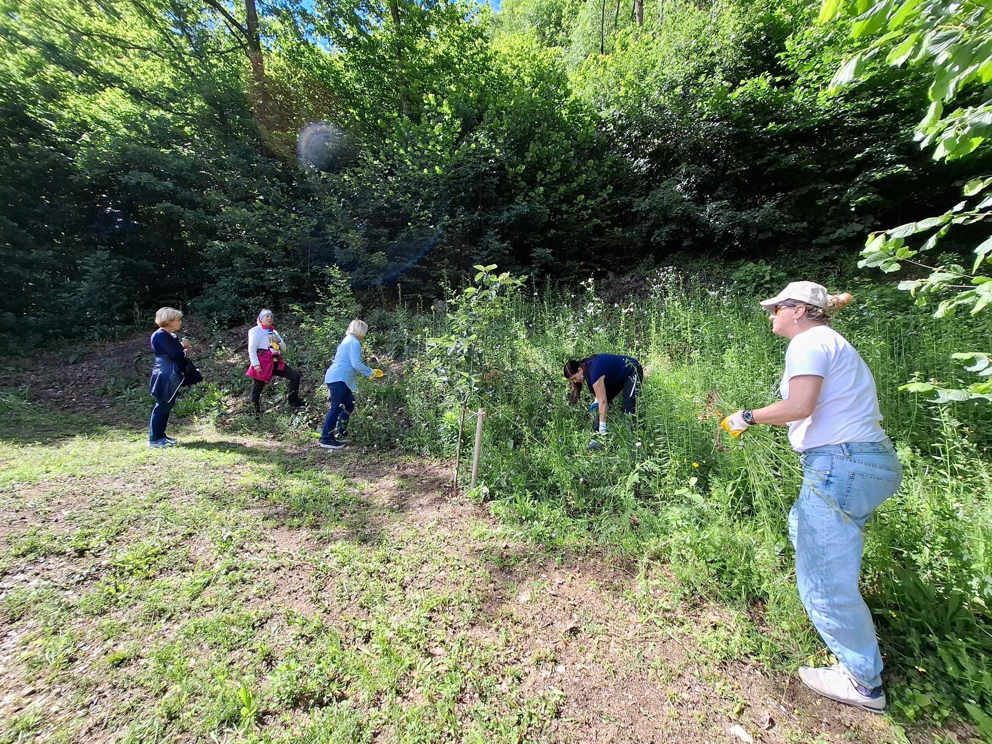 Fünf Personen sind in einem üppigen, grünen Wald mit Gartenarbeiten beschäftigt. Eine Person beugt sich vor, möglicherweise um Pflanzen zu pflanzen oder zu pflegen. Eine andere Person steht und hält ein Werkzeug. Das Gebiet ist von hohen Bäumen und Pflanzen umgeben.