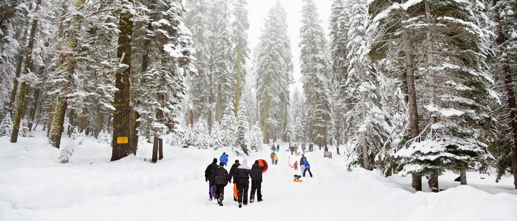 Menschen gehen in einem verschneiten Wald, einige tragen Schlitten und andere rodeln, umgeben von hohen, schneebedeckten Bäumen.