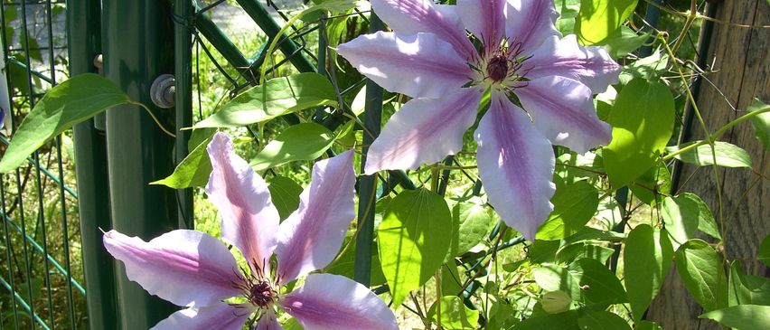 Bild enthält, Flower, Geranium, Plant, Purple, Garden, Nature, Outdoors, Rose, Petal