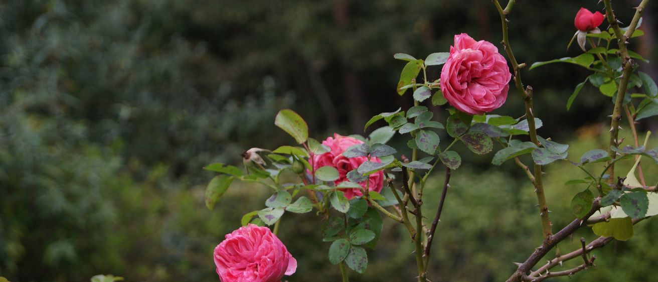 Bild enthält, Flower, Plant, Rose, Petal