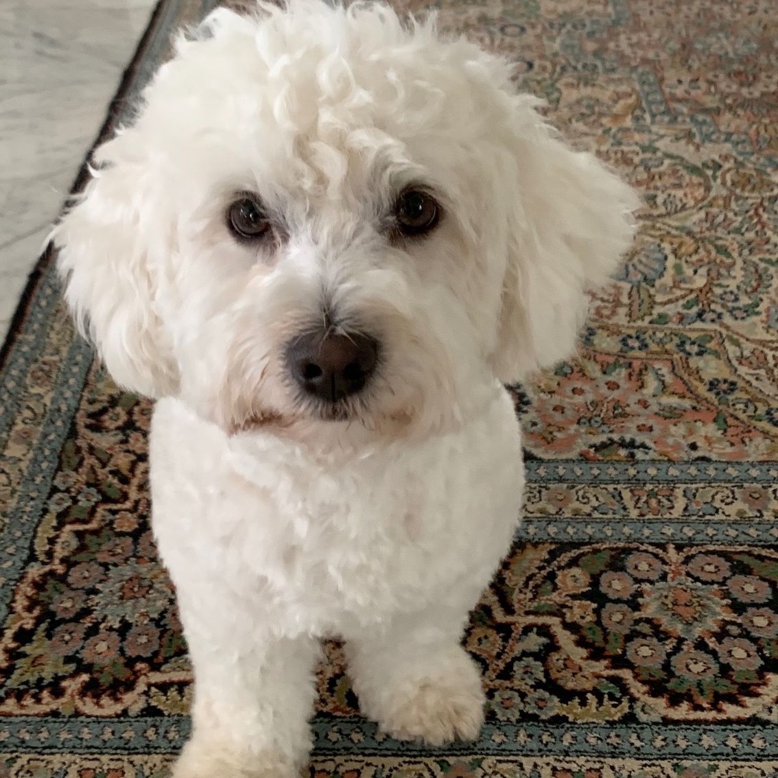 Bild enthält, Animal, Canine, Dog, Mammal, Pet, White Dog, Puppy, Floor, Poodle, Home Decor