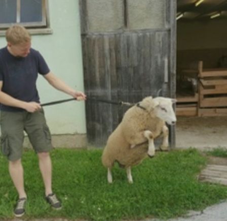 Ein Mann führt ein Schaf an der Leine vor einer Scheune, das Schaf steht auf seinen Hinterbeinen.