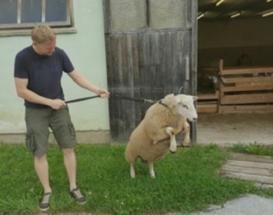 Ein Mann führt ein Schaf an der Leine vor einer Scheune, das Schaf steht auf seinen Hinterbeinen.