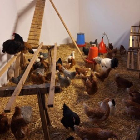 Ein Geflügelstall mit Holzstrukturen, Heu und verschiedenen Hühnern. Einige Hühner sitzen auf Strukturen, während andere auf dem Boden verstreut sind. Futter- und Wasserbehälter sind herum aufgestellt.