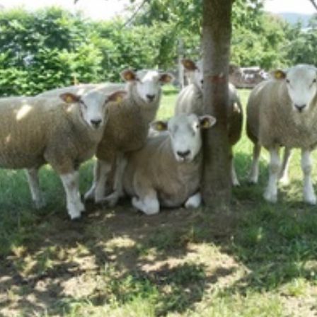 Fünf Schafe stehen auf einer Wiese, einige in der Nähe eines Baumstammes. Ein Schaf sitzt, während andere stehen. Das Gebiet ist von Bäumen und einem Zaun umgeben.