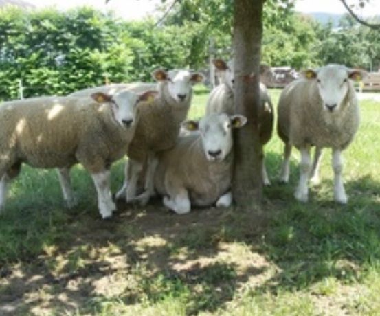 Fünf Schafe stehen auf einer Wiese, einige in der Nähe eines Baumstammes. Ein Schaf sitzt, während andere stehen. Das Gebiet ist von Bäumen und einem Zaun umgeben.